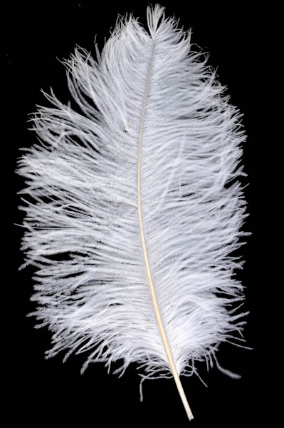 Ventaglio Con Piume Di Struzzo Bordeaux | Viganò Milano 1919 - Foto 14