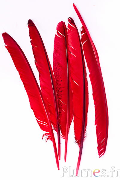 CIGLIA IN PIUMA MULTICOLOR | Euro 6.10