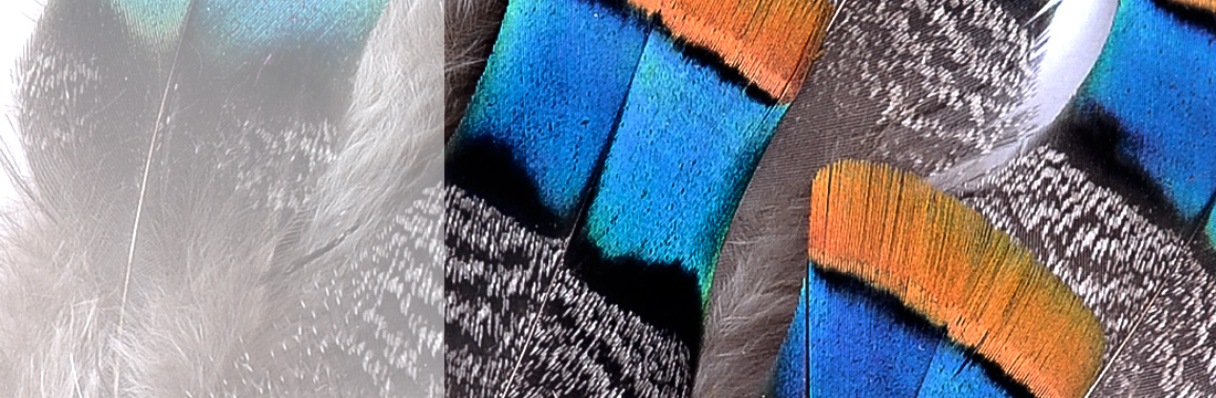 ZPDECOR Piume Di Fagiano Zebra Lady Amherst Tinte 80-90 Cm 32-36 - Foto 5