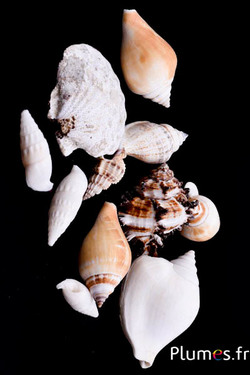 Frutto di mare - lung. 3-7 cm - naturale