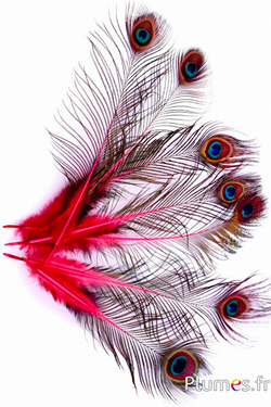 carminio Piume di gallo 10 cm 