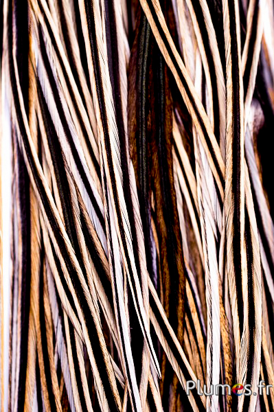 30 Piume Grizzly Gallo Hackle Per Fly Tying - 3 Colori (Nero, Barrato, Naturale)