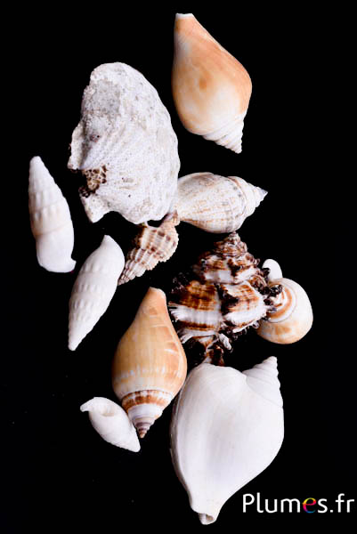 Frutto di mare - lung. 3-7 cm - naturale