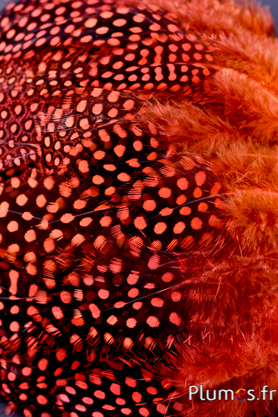 comprare piume online